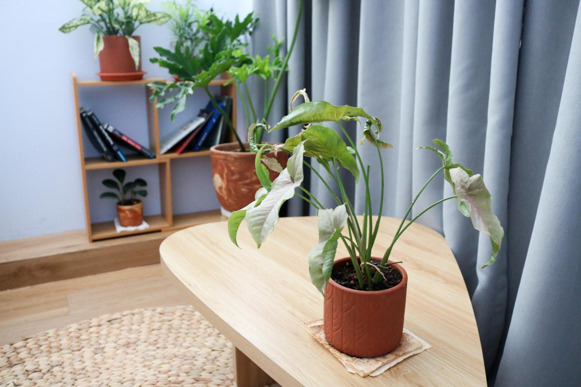 Homestay Xiaohaus - Saigon